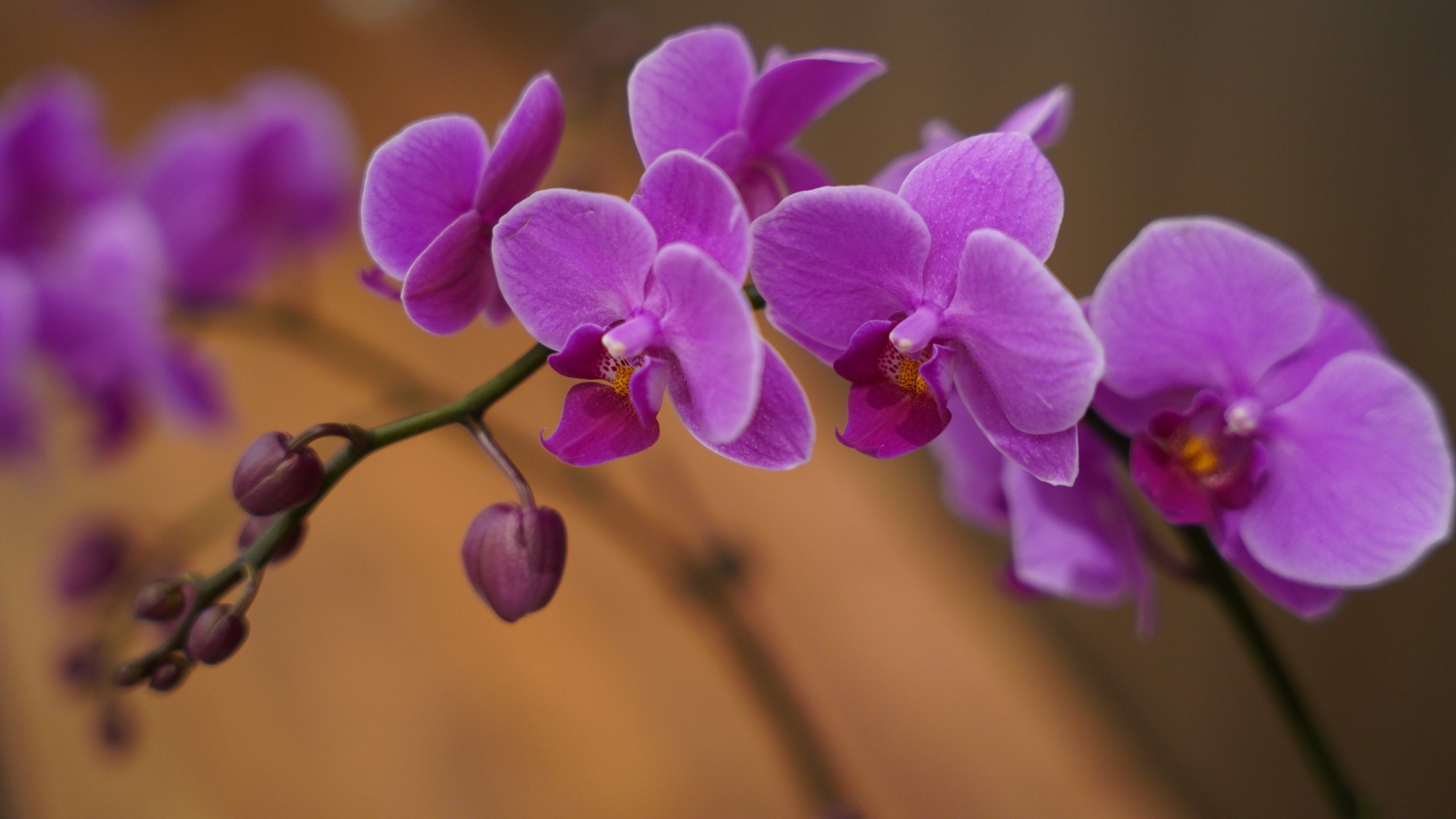 兰花花语,寓意美好生活