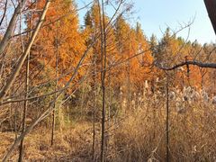 -昆山城市生态森林公园