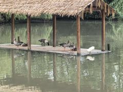 -溱湖国家湿地公园