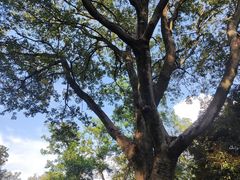 -上海佘山国家森林公园天马山园