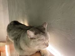 -猫儿山۰猫主题餐厅