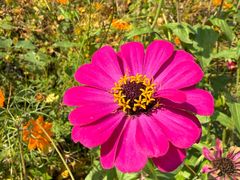 -千年银杏谷文化旅游区