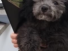 -爱侣宠医·鹦鹉专科·小型哺乳类·异宠专科(灵石路店)