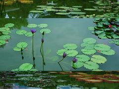 -国家植物园南园