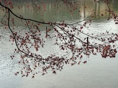 -嘉定紫藤园