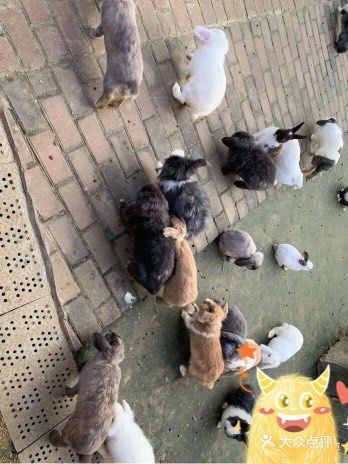 双流松鼠🐿️部落森林乐园 看小动物来这里准没错！
