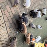 双流松鼠🐿️部落森林乐园 看小动物来这里准没错！