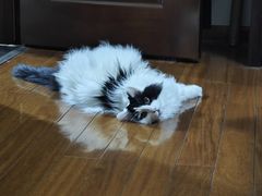 -纳吉亚猫专科动物诊疗中心(蒋宅口分院)