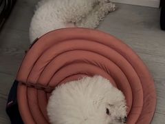 -爱妮康宠物医院·干细胞免疫细胞·肿瘤·心脏(张江店)