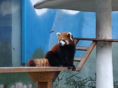 -栾川竹海野生动物园