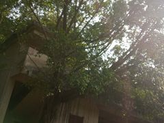 -滴水岩森林公园