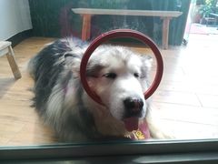 -more than meow吴止猫主题餐厅(承德 中船汇店)