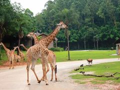 -广州长隆野生动物世界
