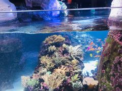 -迪拜水族馆及水下动物园