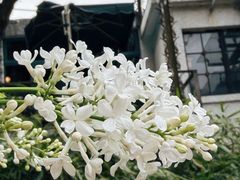 -申粤轩酒楼·三十年粤菜经典(丁香花园店)