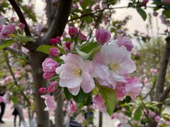 -海棠花溪(元大都城垣遗址公园)
