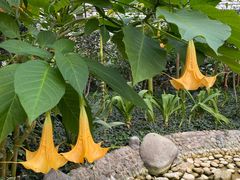 -南宫五洲植物乐园