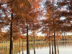 -合肥滨湖国家森林公园