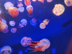 -福州罗源湾海洋世界旅游区