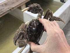 -巴城蟹园(阳澄湖蟹舫苑店)