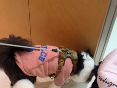 -帕帕拉兹宠物(亚洲旗舰店)