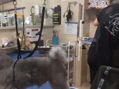 -瑞鹏宠物医院·猫科·宠保定点(梅溪湖分院)