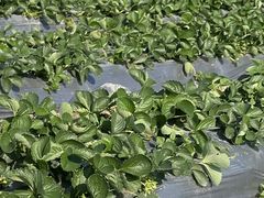 -新塘水果乐园(东洲大道店)