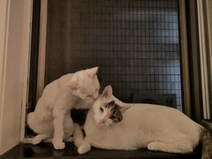 -纳吉亚猫专科动物诊疗中心(蒋宅口分院)