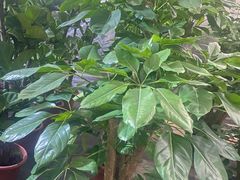 -静岸花卉园艺(三星坊店)