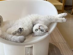 -藏猫猫咖啡主题馆(中央大道店)