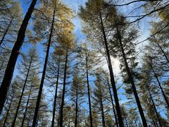 -塞罕坝国家级自然保护区