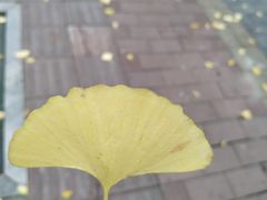 -高庙村(地铁站)