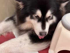 -和它·交个朋友·狗咖猫咖(爱琴海店)