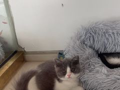 -糯米喵星人总部直营旗舰店·猫舍·幼猫出售