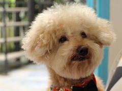 -帕帕拉兹宠物(亚洲旗舰店)