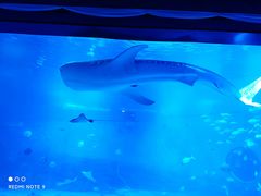 -烟台海昌鲸鲨海洋公园