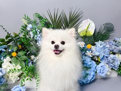 -BABIT巴比特宠物(MOMOPARK店)