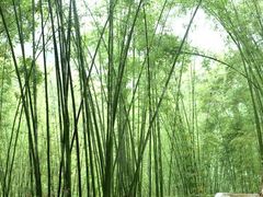 -蜀南竹海景区