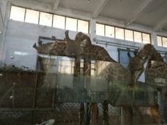 -石家庄市动物园