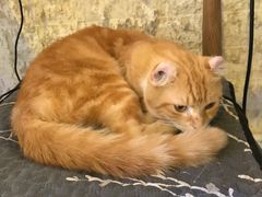 -平行世界·猫咖(首经贸店)