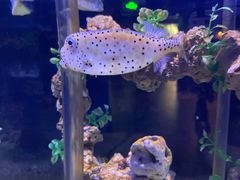 -太平洋海底世界