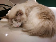 -飞行喵MR PILOT|猫舍·猫咖(静安大融城店)