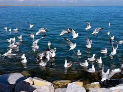 -青海湖国家重点风景名胜区