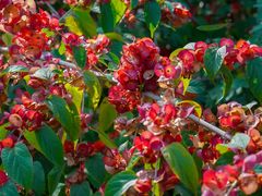 -福田红树林生态公园