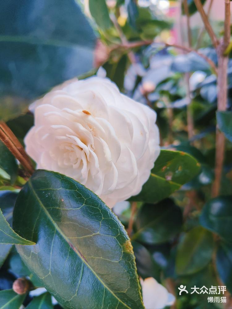 白山茶红山茶重瓣山茶单瓣山茶