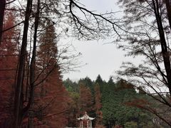 -四明山国家森林公园