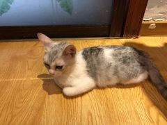 -万小咖.猫咖(中山路天虹店)