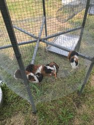 -萌宠亲子动物乐园(槐房万达店)