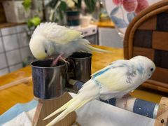 -吉丁鸟咖·异宠·寄养