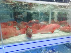 -盒马X会员店(上海森兰商都店)